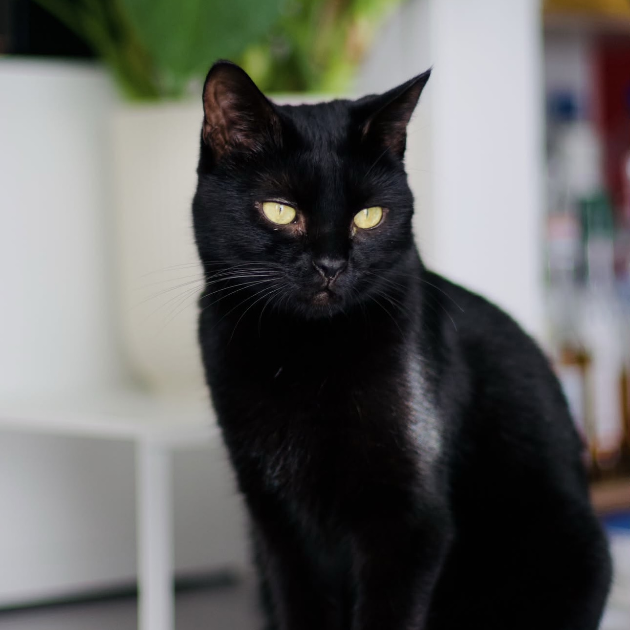 Tumi