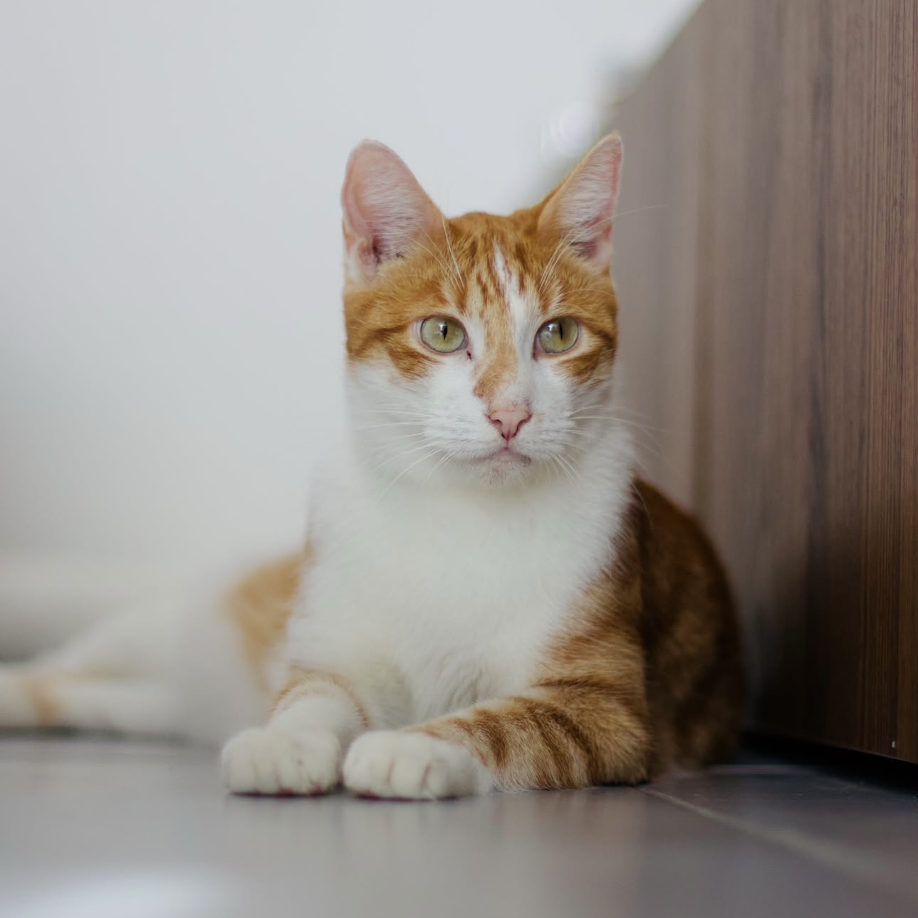 Tibibi